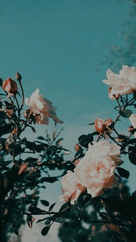 Download Flower Aesthetic Tumblr Nomer 24