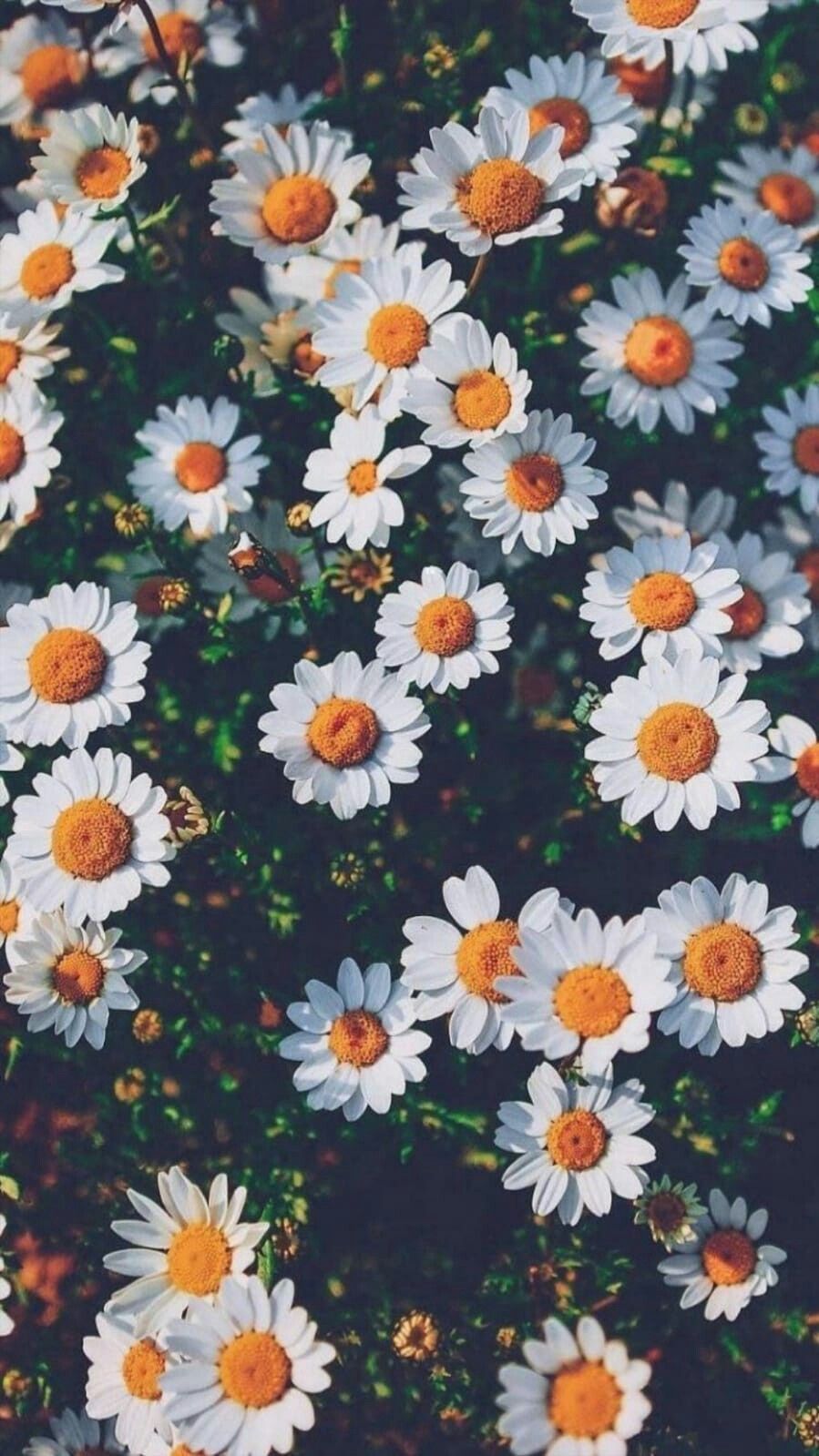 Detail Flower Aesthetic Tumblr Nomer 9