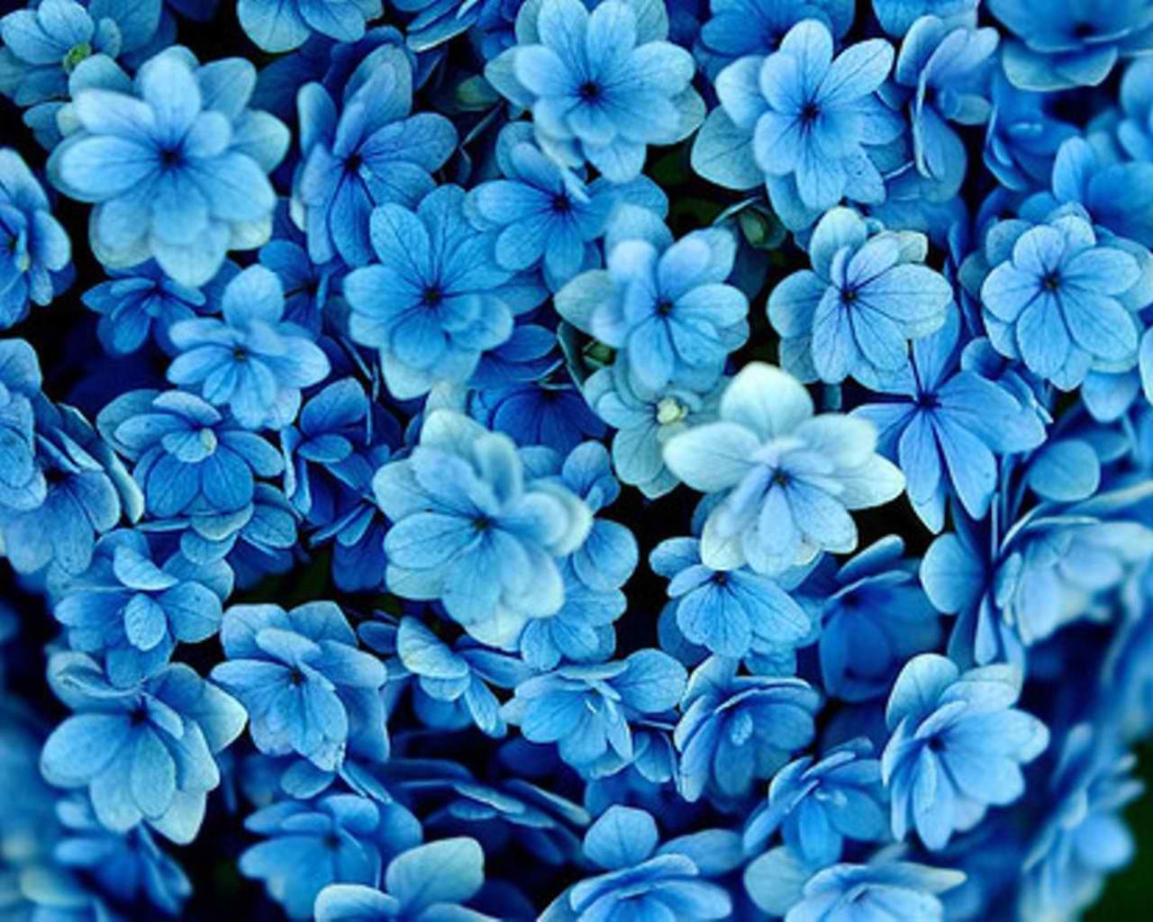 Detail Flower Background Blue Nomer 2