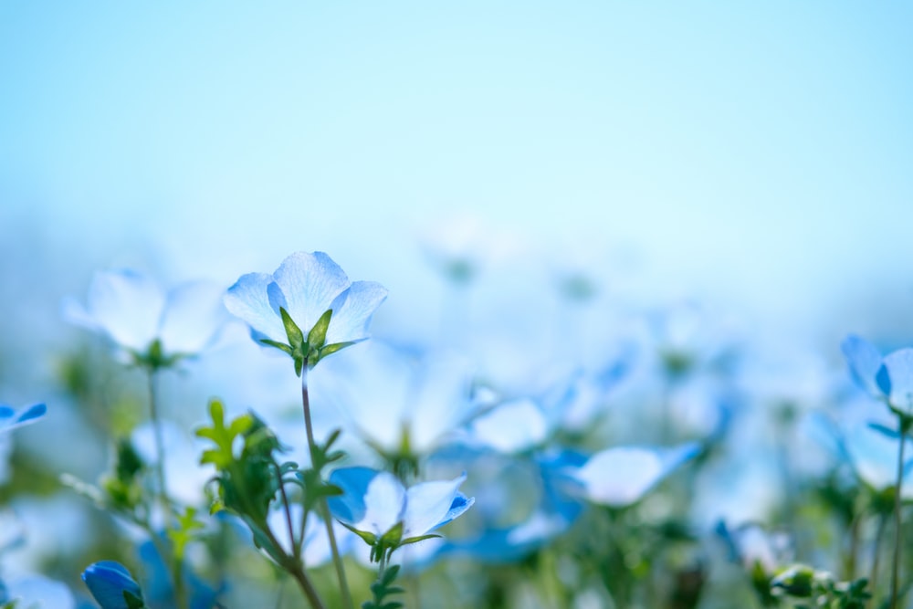 Detail Flower Background Blue Nomer 15