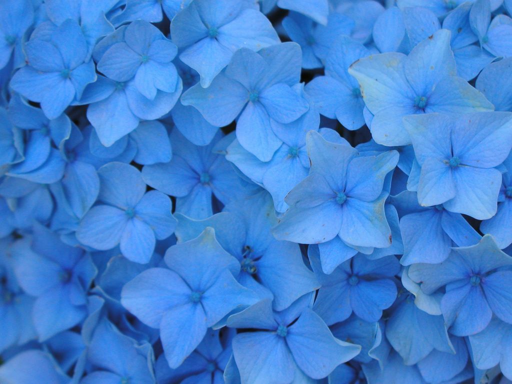 Detail Flower Background Blue Nomer 33