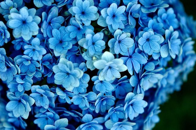 Detail Flower Background Blue Nomer 5