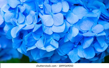 Detail Flower Background Blue Nomer 42