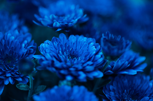 Detail Flower Background Blue Nomer 9