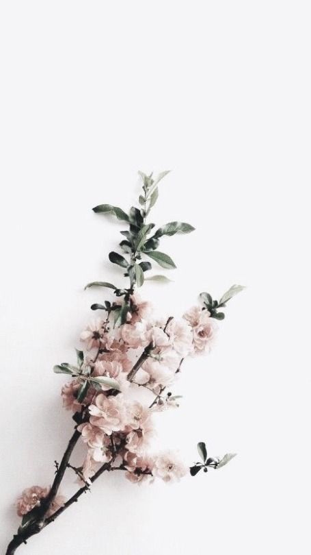 Detail Flower Background Pinterest Nomer 43