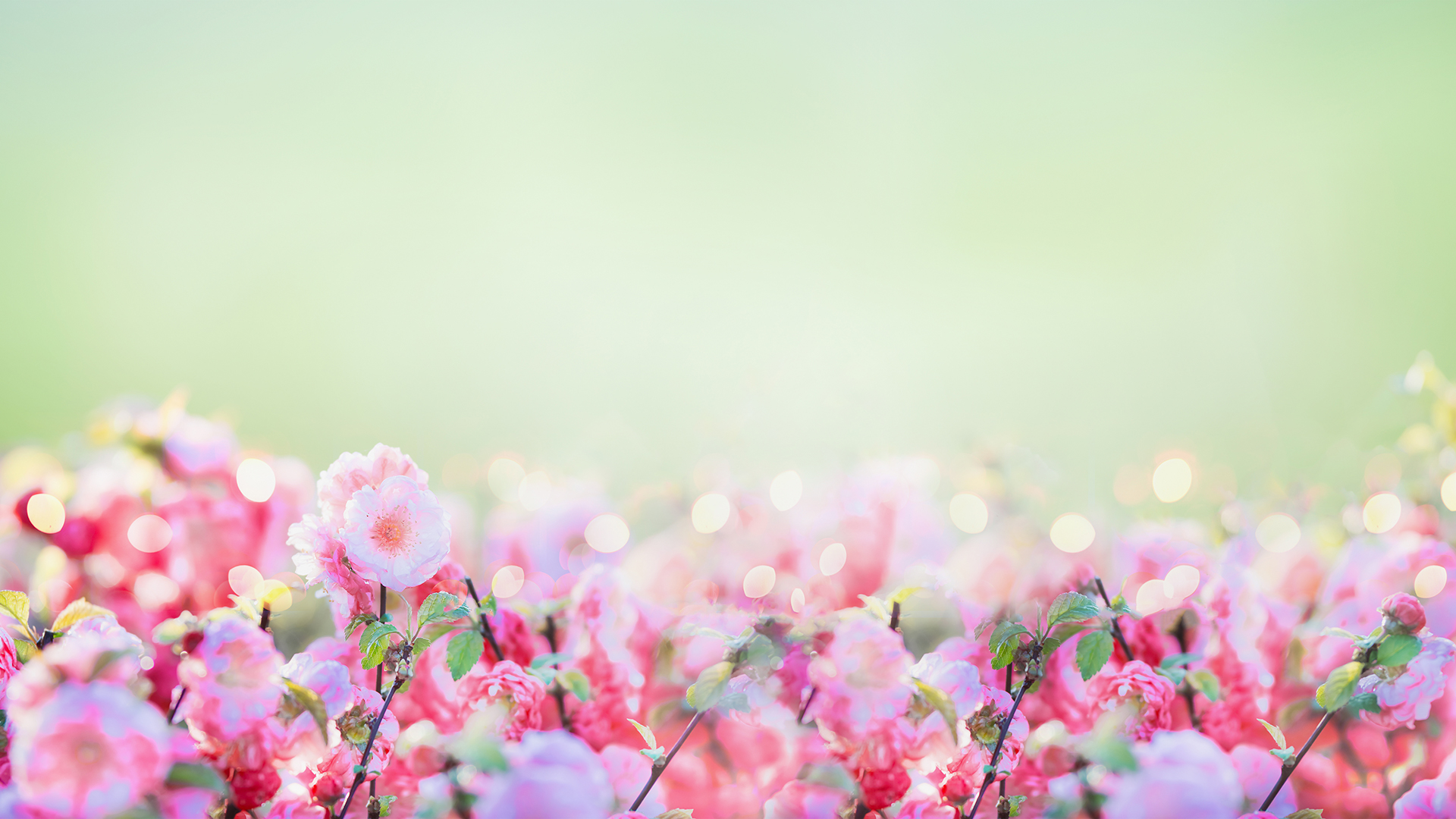 Detail Flower Background Png Nomer 47