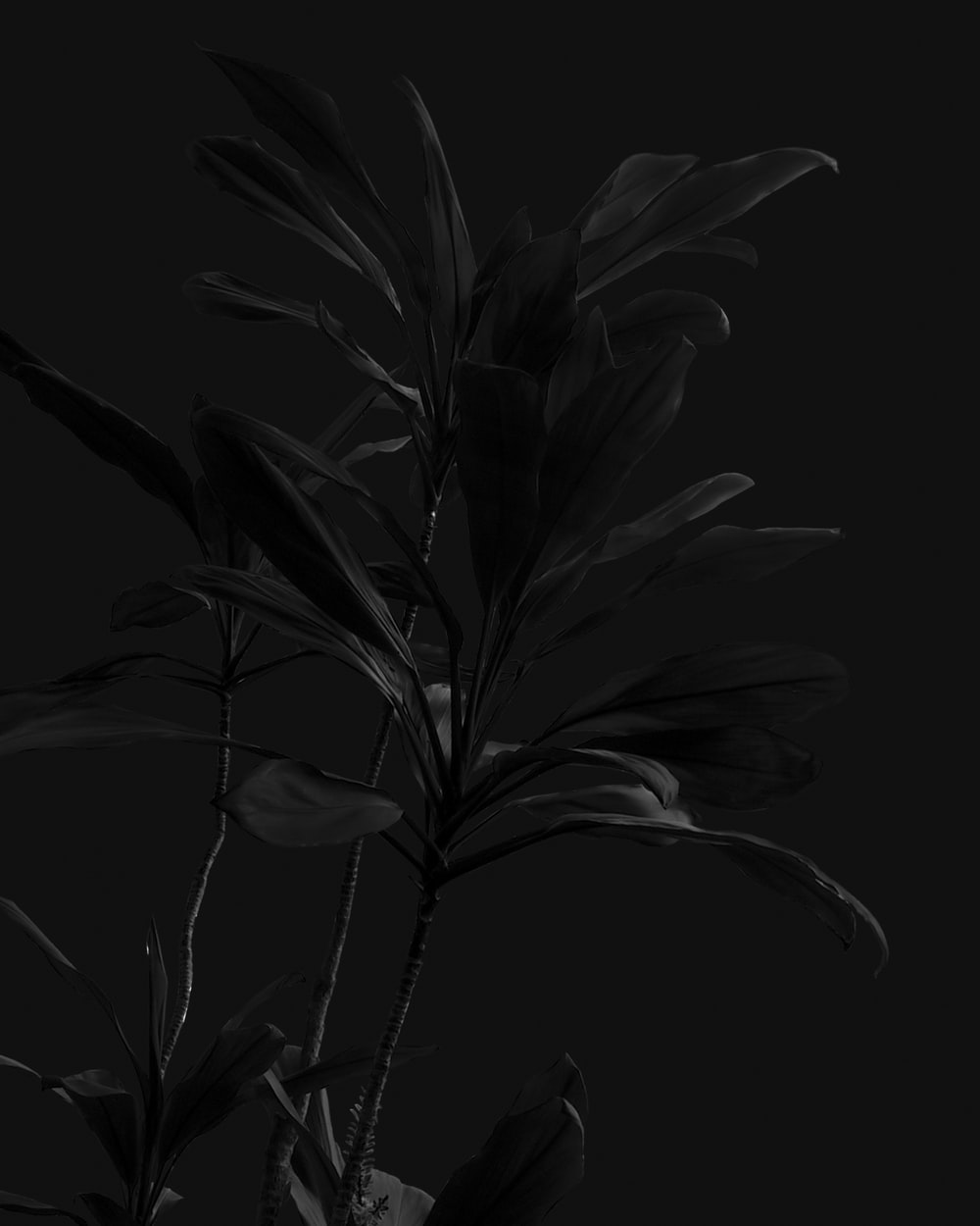 Detail Flower Black Background Nomer 20