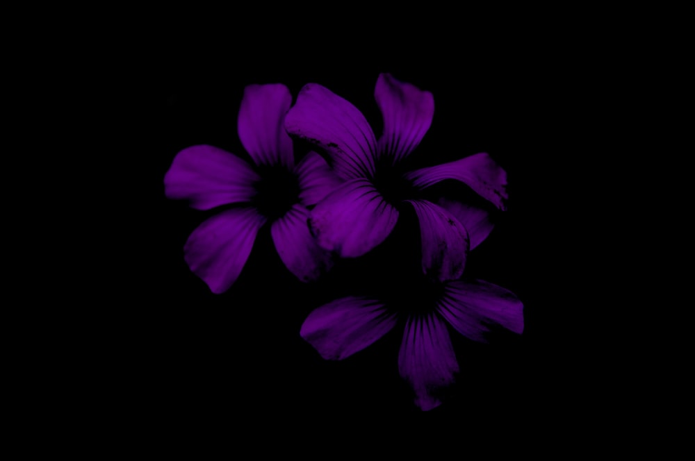 Detail Flower Black Background Nomer 24