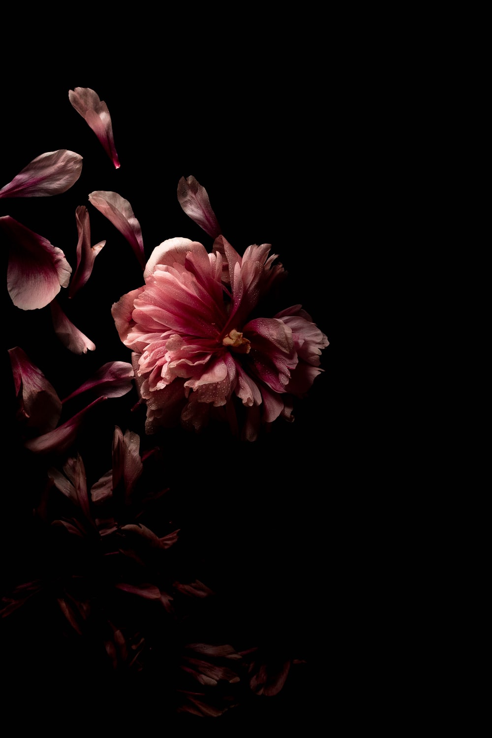 Detail Flower Black Background Nomer 29