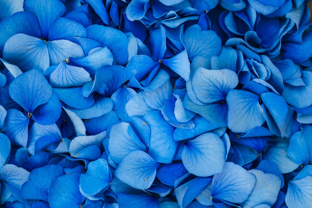 Detail Flower Blue Background Nomer 19