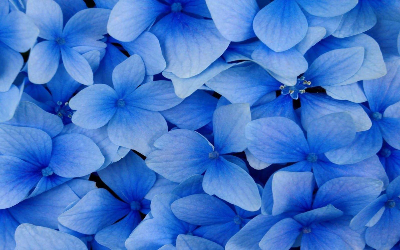 Detail Flower Blue Background Nomer 26