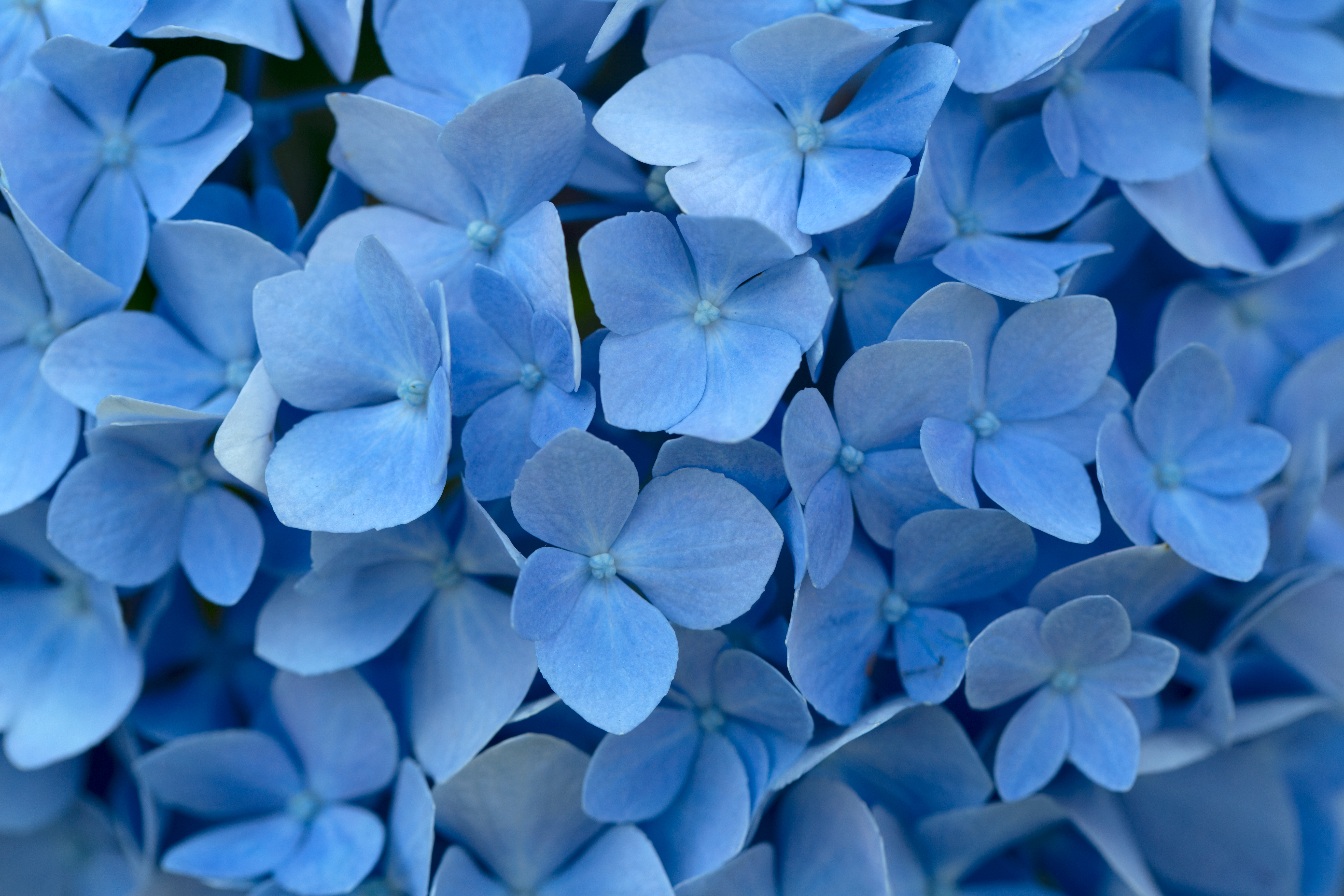 Detail Flower Blue Background Nomer 6
