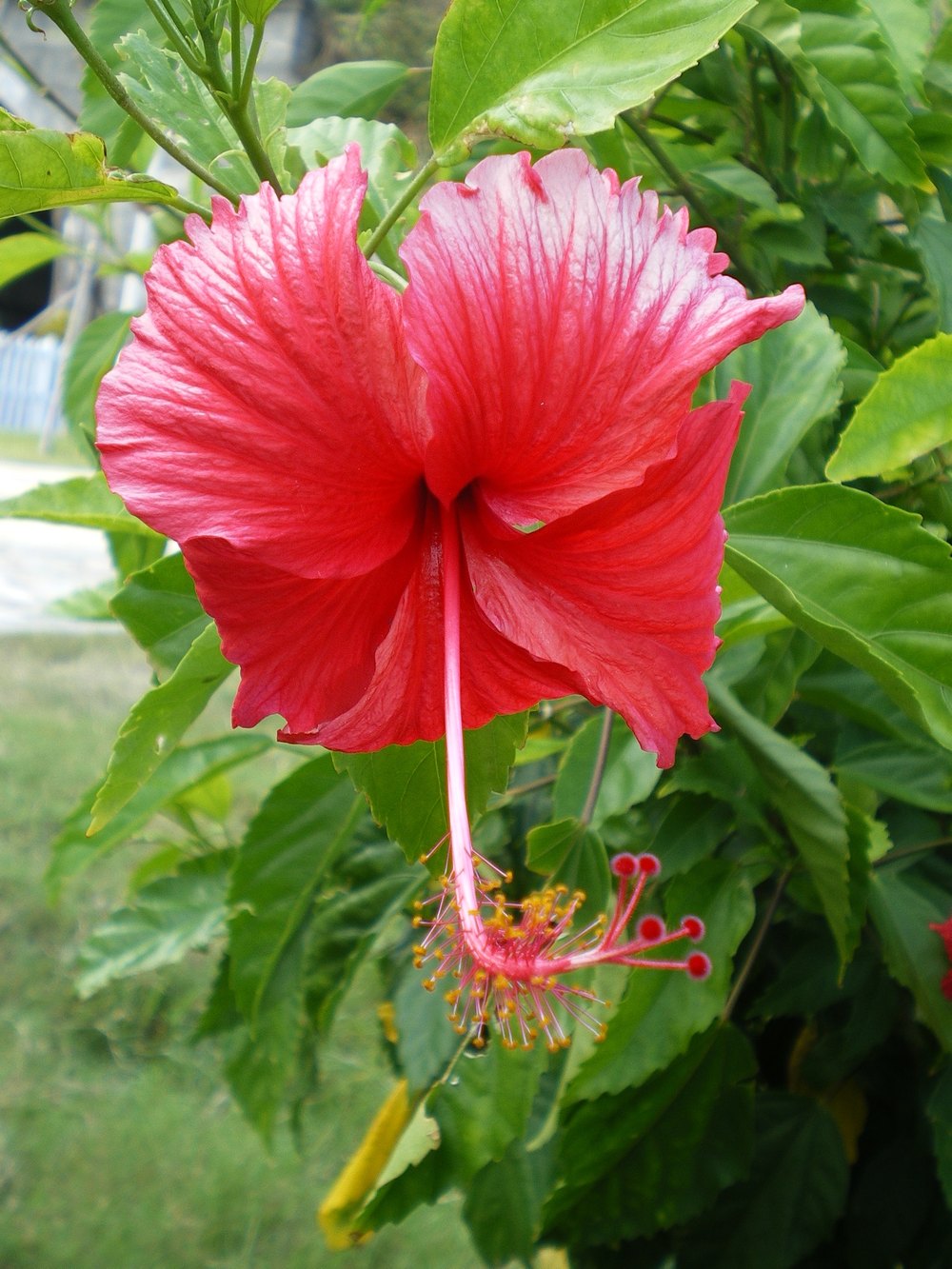 Detail Flower Bunga Nomer 10
