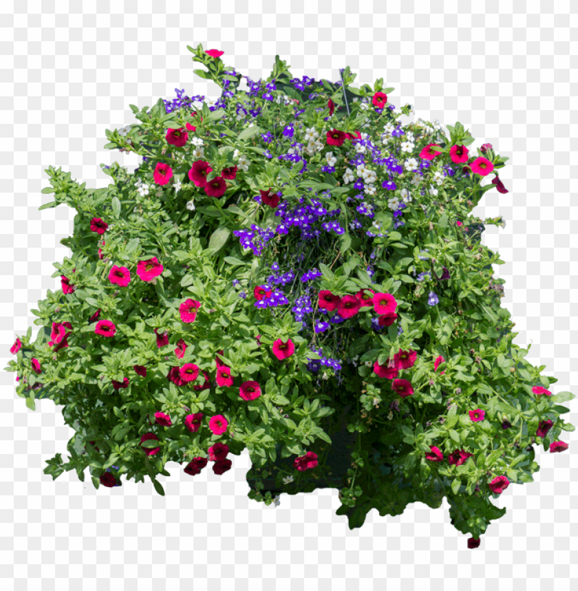 Detail Flower Bush Png Nomer 10