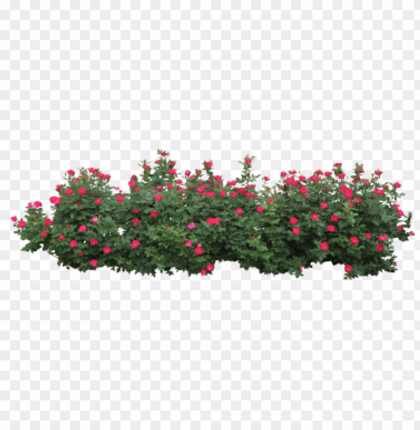 Detail Flower Bush Png Nomer 50