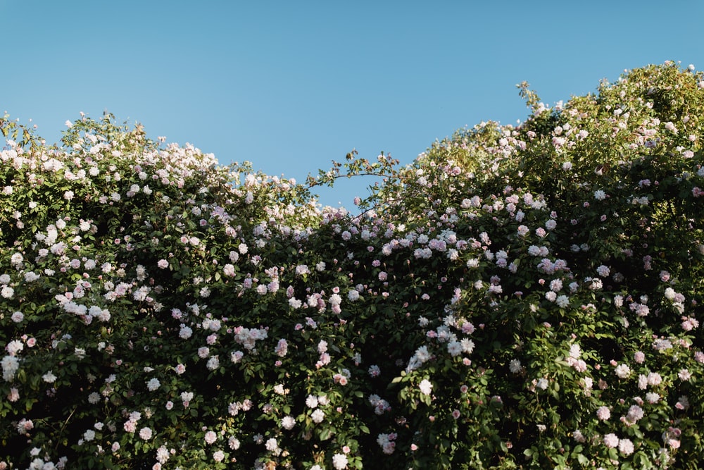 Detail Flower Bushes Images Nomer 32