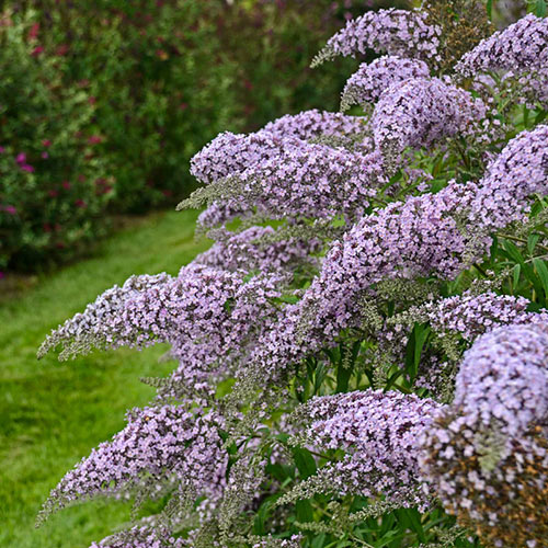 Detail Flower Bushes Images Nomer 47