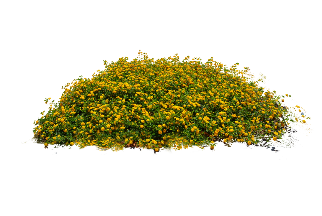 Detail Flower Bushes Png Nomer 9