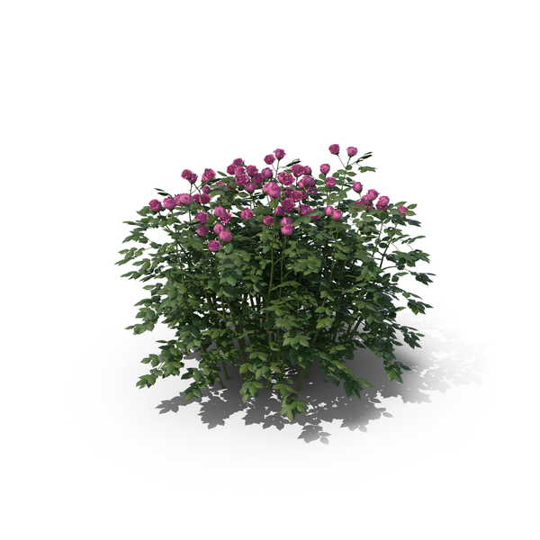 Detail Flower Bushes Png Nomer 32