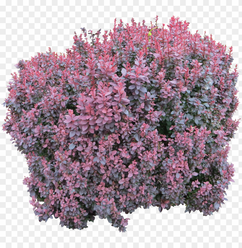 Detail Flower Bushes Png Nomer 35