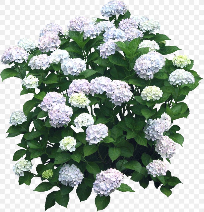 Detail Flower Bushes Png Nomer 50