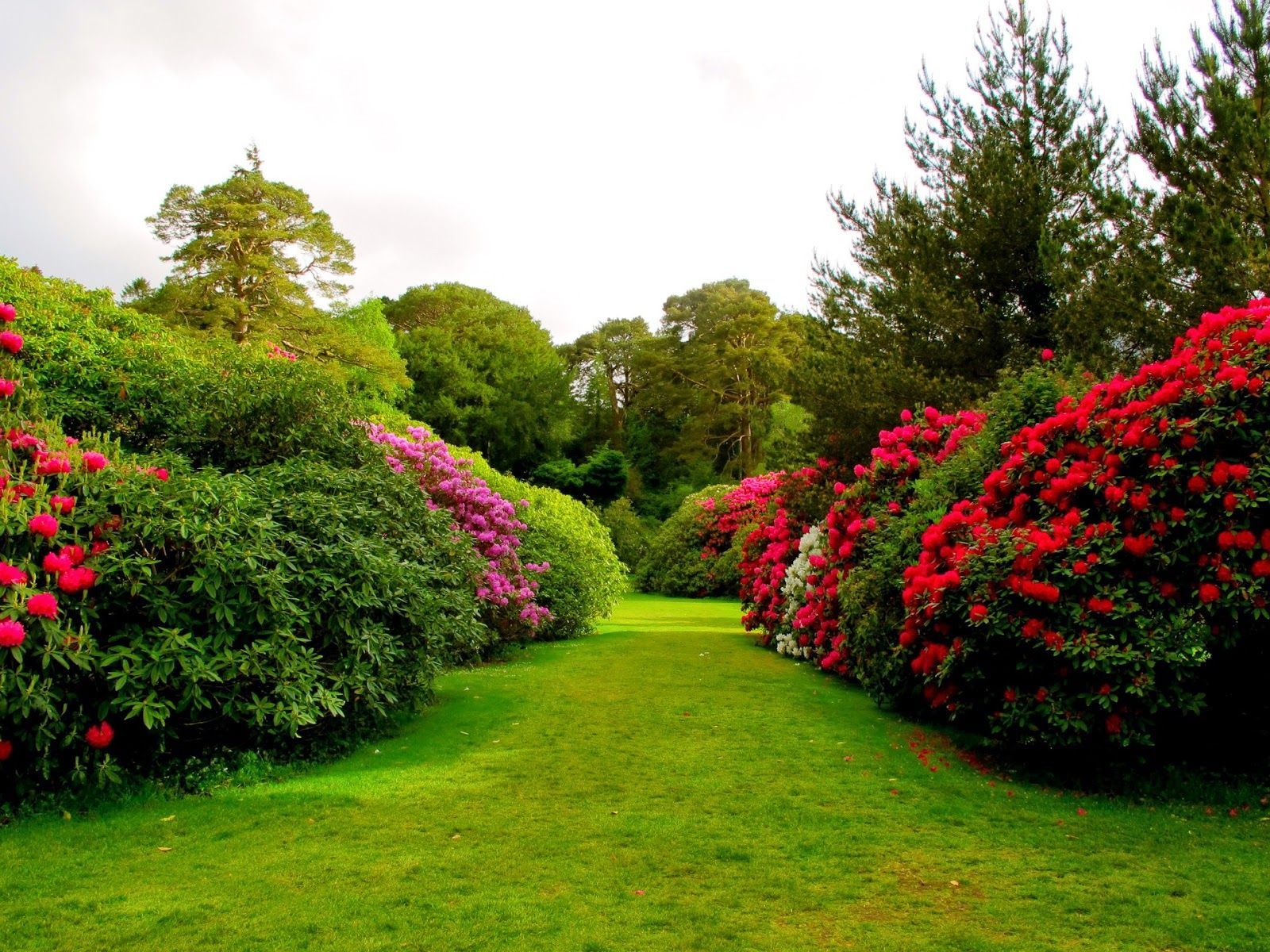 Detail Flower Garden Background Nomer 31