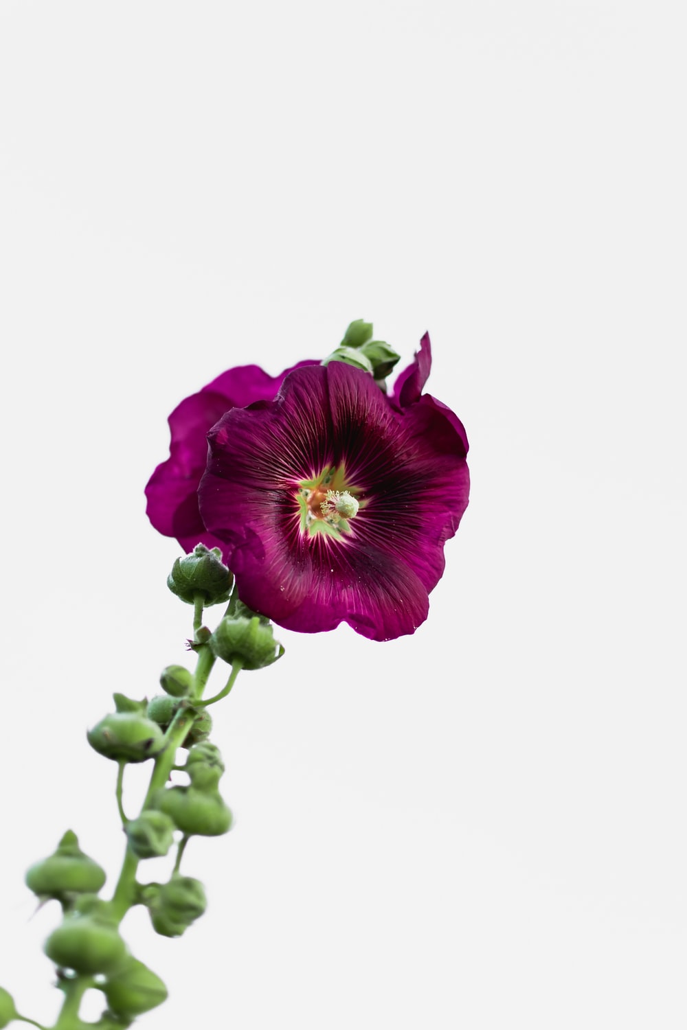 Detail Flower Hd Png Nomer 18