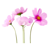 Detail Flower Hd Png Nomer 32