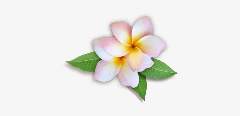 Detail Flower Hd Png Nomer 6