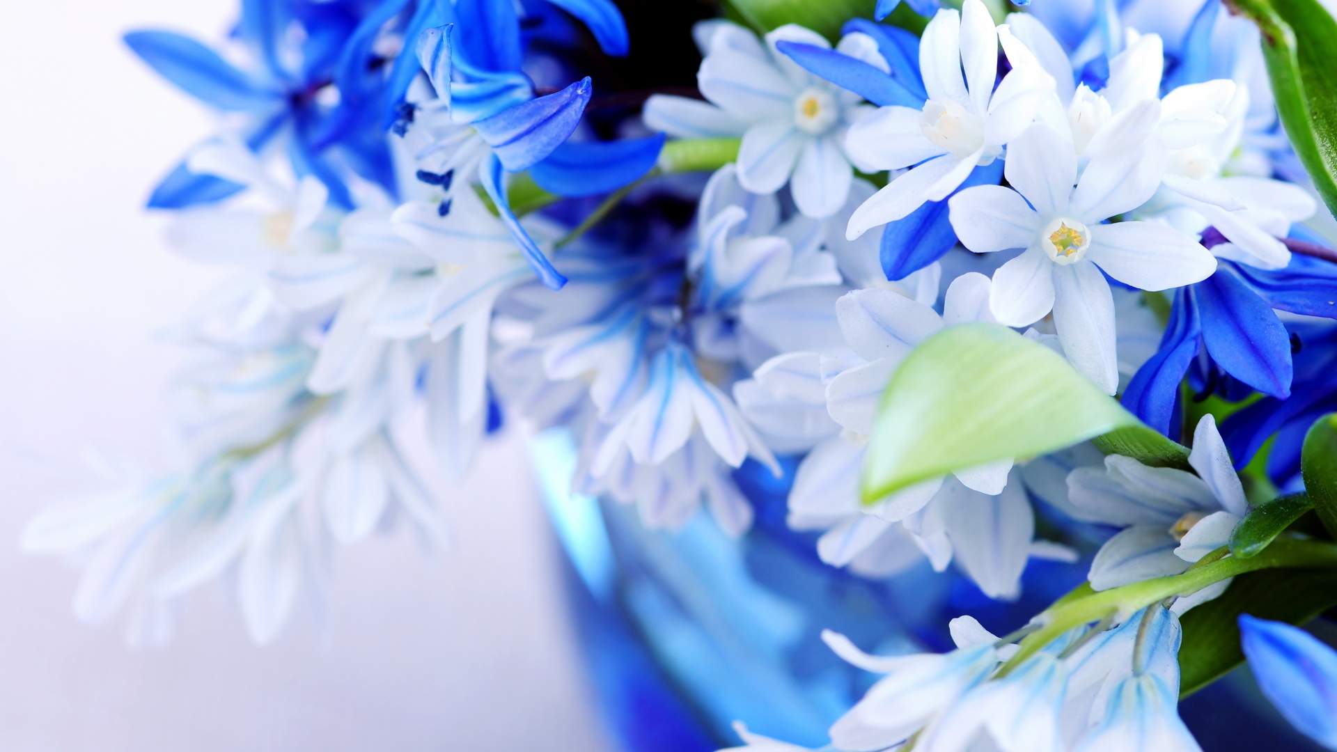 Detail Flower Hd Wallpaper Nomer 21