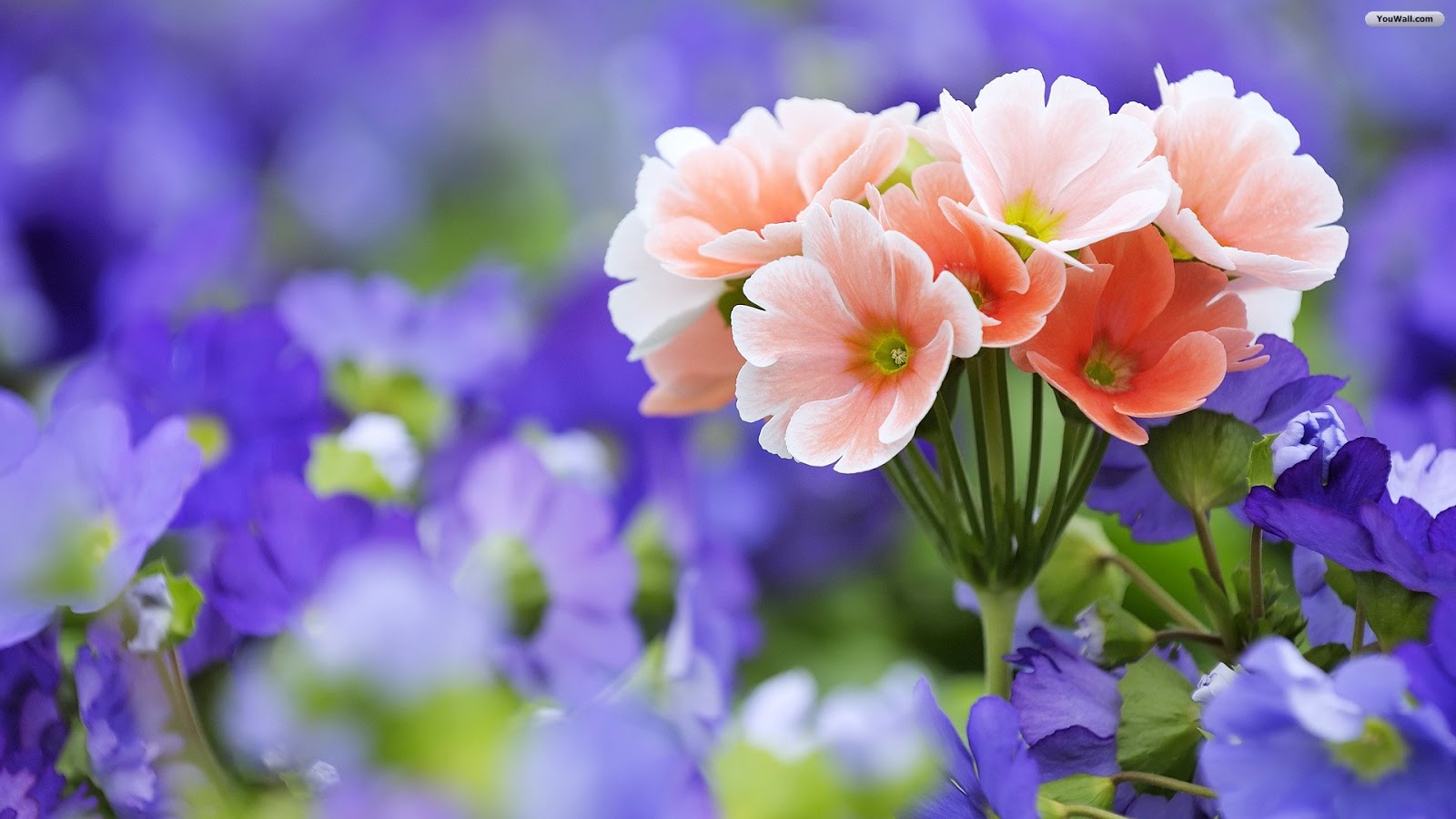 Detail Flower Hd Wallpaper Nomer 38