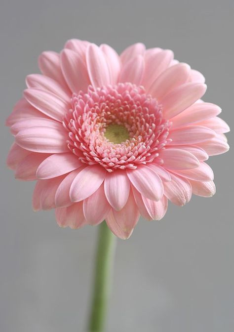 Detail Flower Image Nomer 10