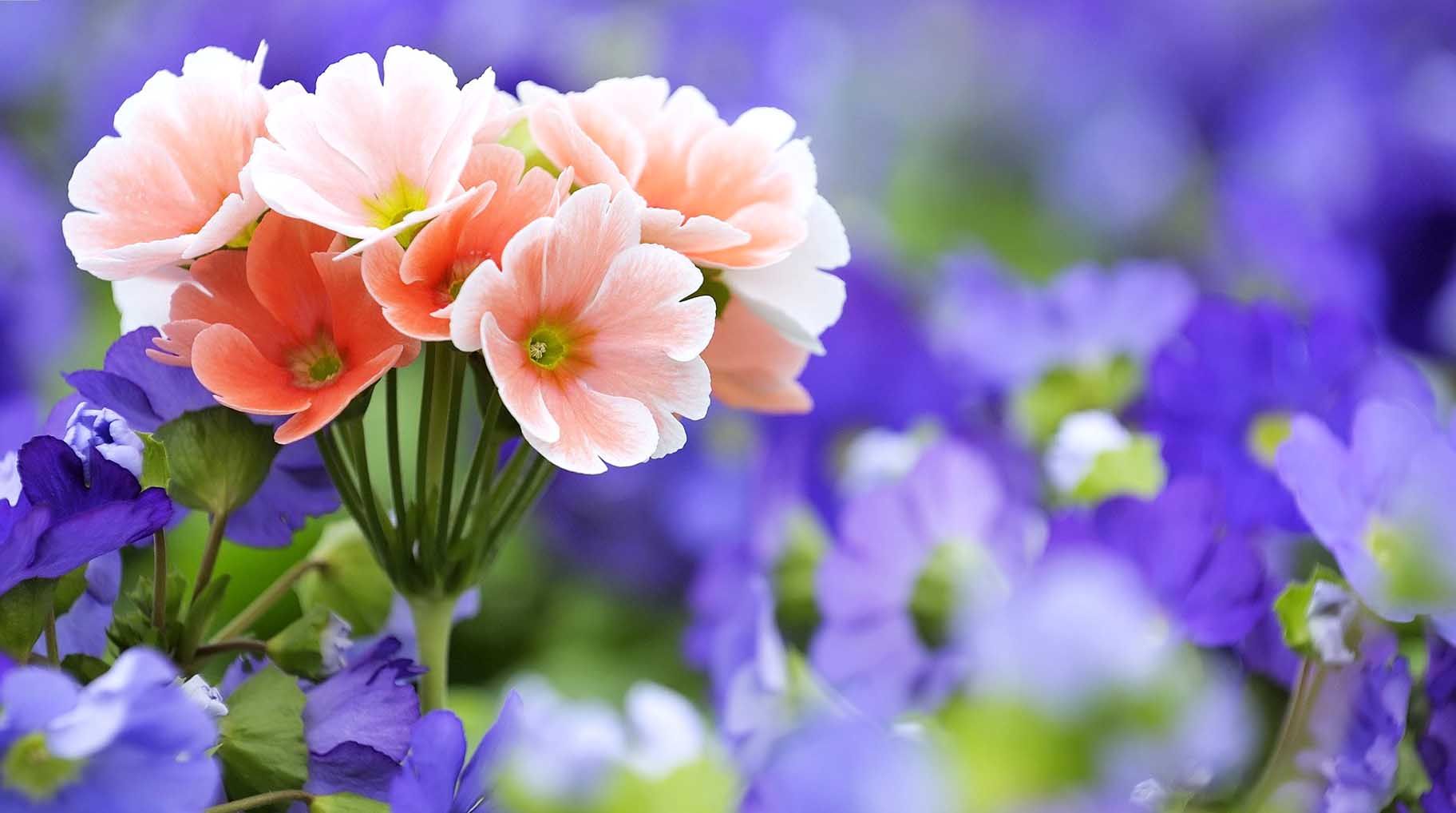 Detail Flower Images Download Nomer 16