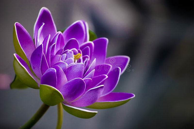 Detail Flower Images Download Nomer 23