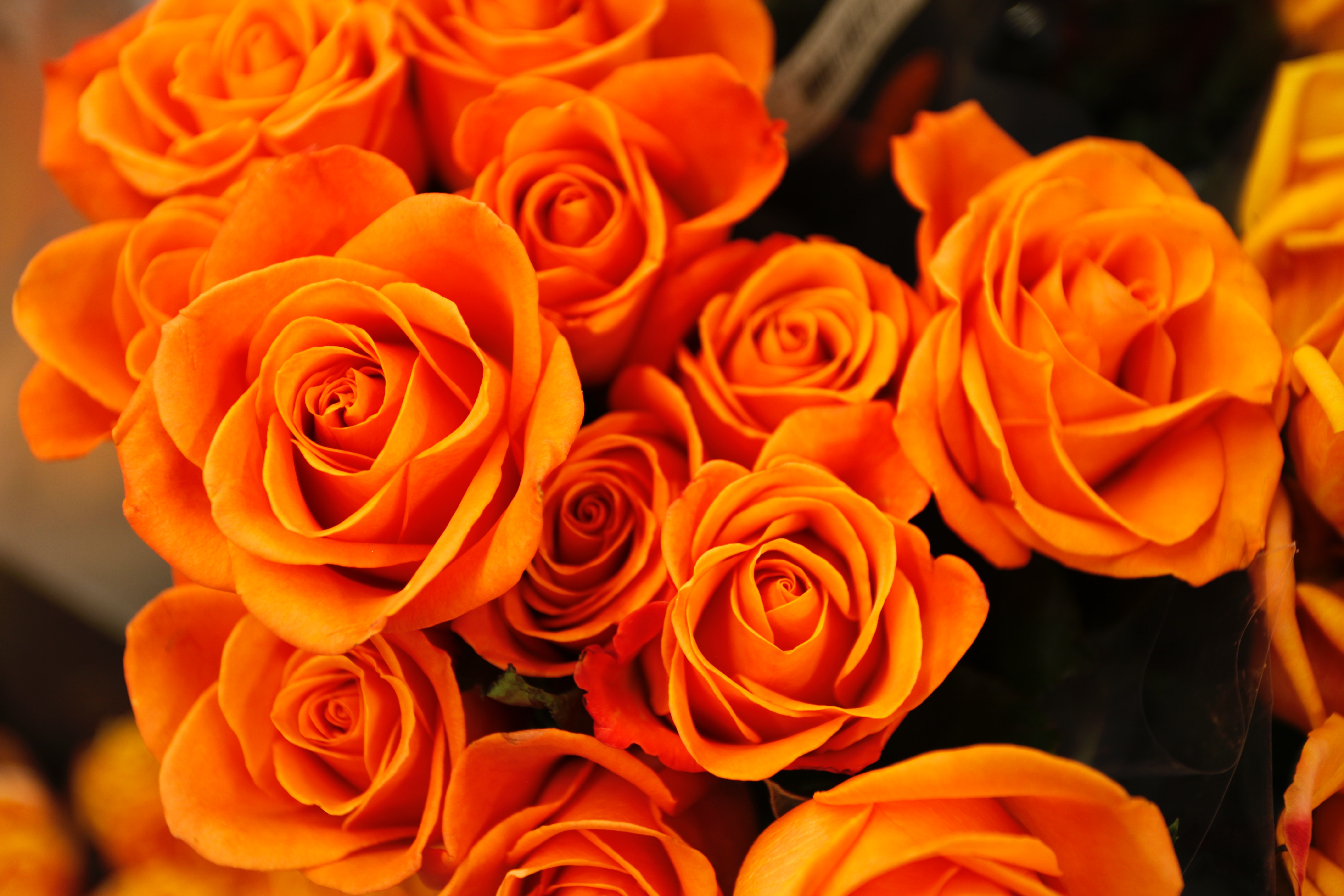Detail Flower Images Download Nomer 26