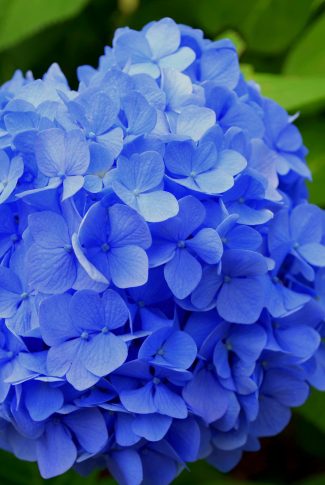 Detail Flower Images Download Nomer 31