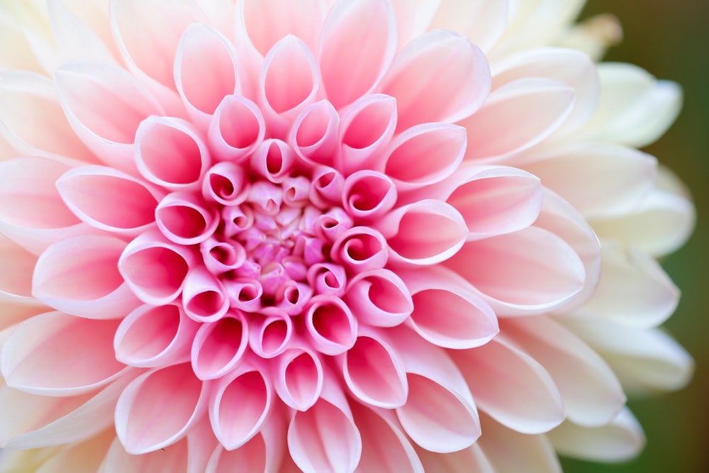 Detail Flower Images Download Nomer 4