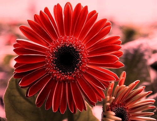 Detail Flower Images Download Nomer 39