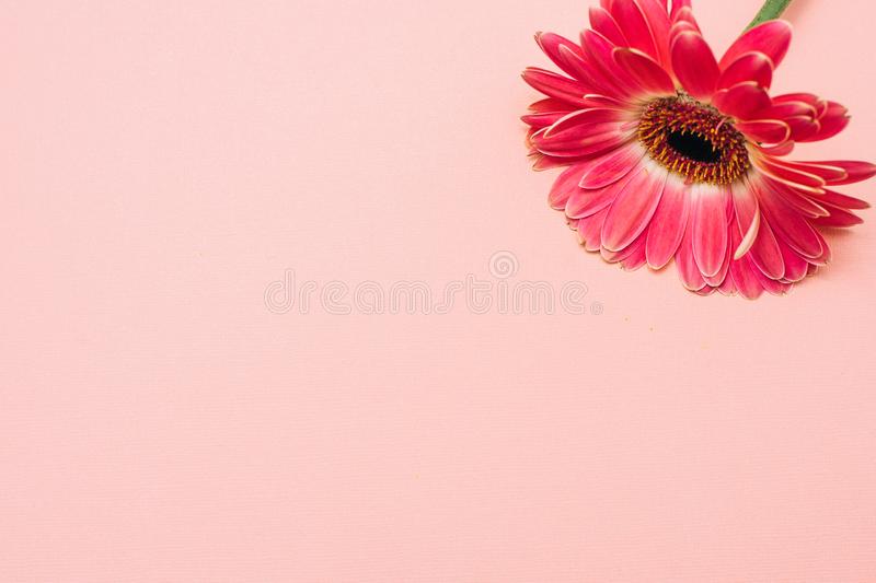 Detail Flower Pastel Background Nomer 31