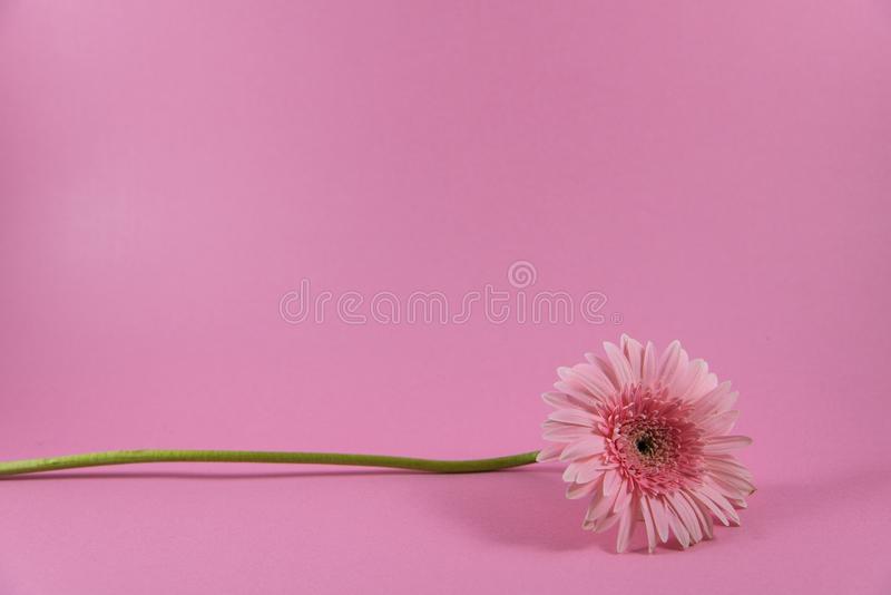Detail Flower Pink Background Nomer 2
