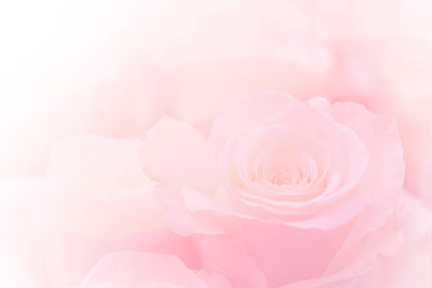 Detail Flower Pink Background Nomer 12