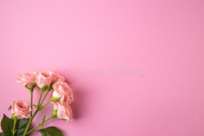 Detail Flower Pink Background Nomer 13