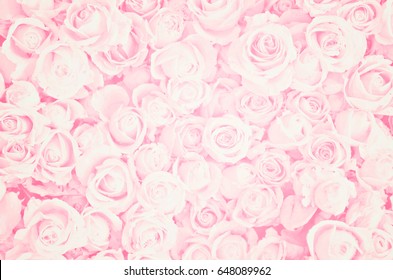 Detail Flower Pink Background Nomer 25