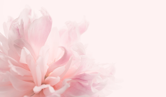 Detail Flower Pink Background Nomer 7