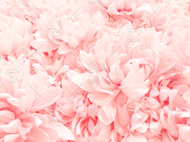 Detail Flower Pink Background Nomer 8