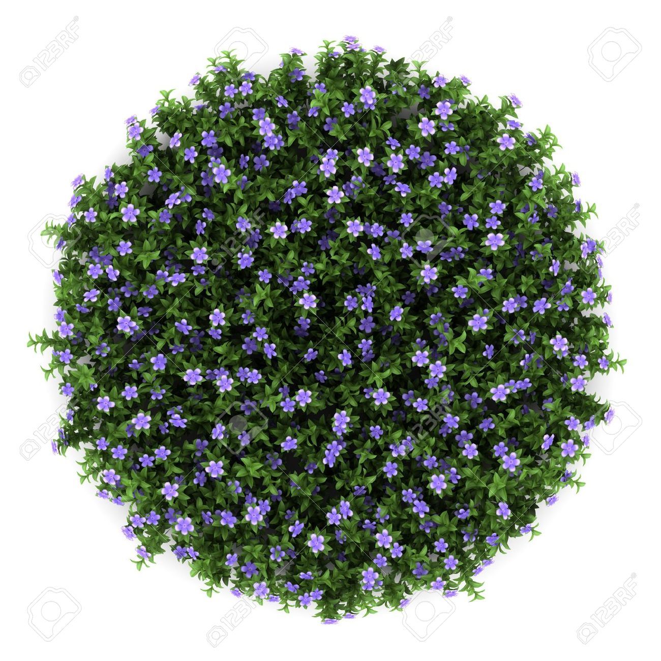 Flower Plant Top View Png - KibrisPDR