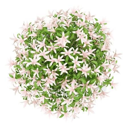 Detail Flower Plant Top View Png Nomer 2