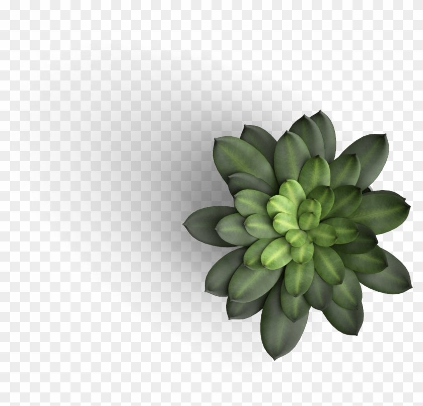 Detail Flower Plant Top View Png Nomer 5