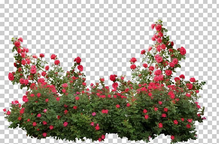 Detail Flower Plants Png Nomer 9