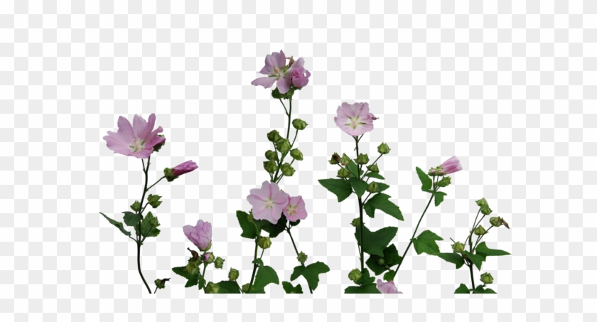 Detail Flower Plants Png Nomer 45